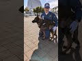 兵庫県警察 警察犬