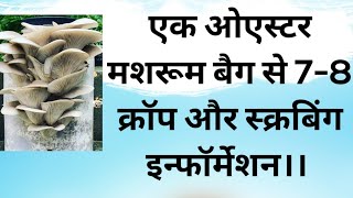 एक ओएस्टर मशरूम बैग से 7-8 क्रॉप और स्क्रबिंग इन्फॉर्मेशन।। GBS Mushrooms