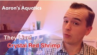 🦐 Crystal Red Shrimp Unboxing - 100% Survival! 🦐