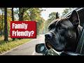 What NO ONE Tells You About Cane Corso Training | Dog Training | German Shepherd | Pit Bull