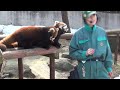 17.03 大森山動物園 レッサーパンダのまんまタイム