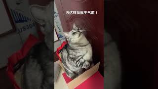 再这样欺负小猫咪，我就生气啦 #catshorts #pets #猫