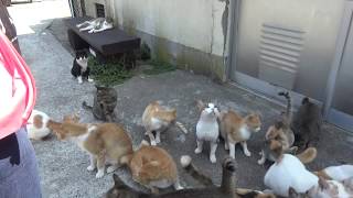 ソーセージ撒きに大喜び Cats like sausage scattering 猫の島 青島 #1225 Cat Island Aoshima