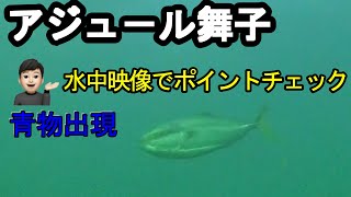 アジュ－ル舞子で水中撮影してきた。青物出現！。釣りに行くなら情報確認してから。