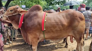 ঈদ ধামাকা || গরুর বাজার ক্রেতা শূন্য  ব্যাপারীরা গরু নিয়ে বিপাকে ||