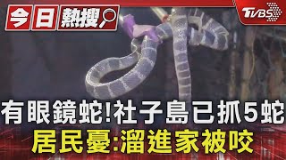 有眼鏡蛇! 社子島已抓5蛇 居民憂:溜進家被咬｜TVBS新聞 @TVBSNEWS01