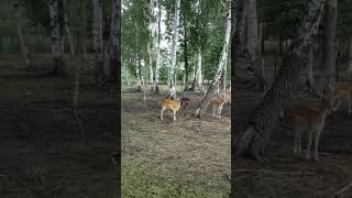 Spotted Deer 🦌 #deer #wildlife #animals