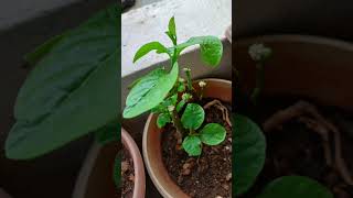 Bassale Soppu | Malabar Spinach | Mayalu | Vali Bhaji growing from cuttings #gogreen #grow #organic