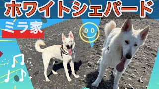 【ホワイトシェパード】ミラ家　キラキラな時！　＃ホワイトスイスシェパード＃大型犬＃愛犬＃犬との暮らし#doglife#海