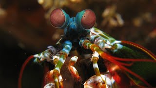 This Shrimp Defy the Laws of Vision!