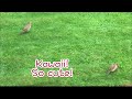 アイルランドのキジさんは列をなしてゾロゾロ ～pheasant pheasant everywhere ～