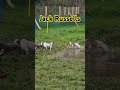 jack russells in the mud 🐾 jack russell shorts jackrussellterrier dog