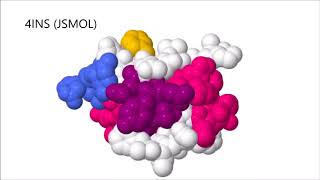 Insulin From Bacteria To You