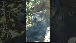 モモコとトト🦍　【上野動物園】　ゴリラ