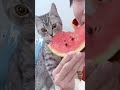 Funny cute animals enjoy food #cat #catfood #funny #catsfood #pets #funnyanimals #funnycatvideos