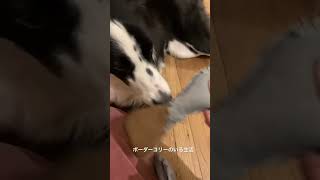 【ボーダーコリー】キュピッと鳴るおもちゃが欲しくてたまらない🐶#dog #ボーダーコリー #癒し