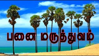 Borassus flabellifer /பனை மருத்துவம் /palmyra palm