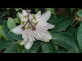 passiflora snow queen how i grow this exotic looking hardy white passionflower in uk