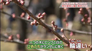 さまざまな品種の梅に出会える！ 神代植物公園「梅まつり」(2025年2月20日号)