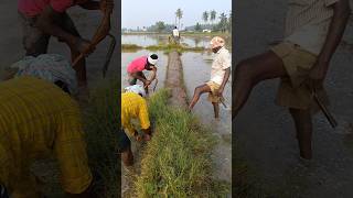 రైతులు #గడ్డి కోసి #గట్లు వెయ్యటం #farmers grass cutting #farmingreels #viral