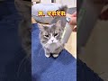 猫の驚異の聴力😹またたびで凶暴化の兄貴🤣【関西弁猫】 shorts shortvideo subscribe cat 猫 アフレコ 関西弁 pets ねこ おもしろ