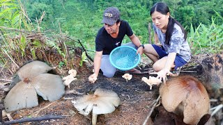 เก็บเห็ดปลวกอยู่หลังบ้านมาทำอาหาร.![ອາຄານ້ອຍ]