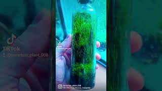 terrarium moss