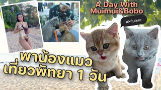 พาน้องแมวเที่ยวพัทยา 1 วัน ร้านอาหาร,คาเฟ่น้องแมวเข้าได้ | A Day With Muimui\u0026Bobo