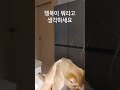 집사에게 괴롭힘 당하는 고양이