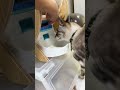 【空腹】お腹ペコペコな猫 cat ねこチャック ねこ