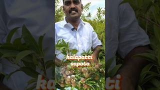 😱 என்ன வறட்சியிலும் வளருமா 🌱✅ #sapotta #kalapattisapota #kalapatti  #sapota #fruit #agriculture