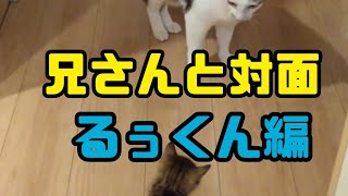 🐾保護子猫4匹🐾続・トン兄さんと対面(るぅくん編)🐾姉さん登場