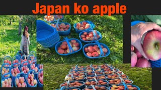 Japan ko apple