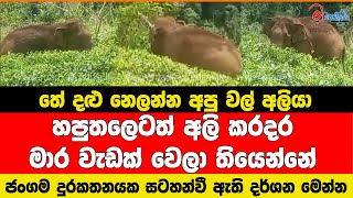 තේ දළු නෙලන්න අපු වල් අලියා