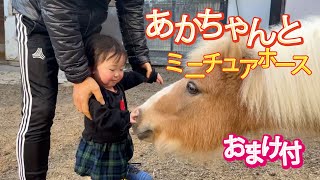 赤ちゃんとミニチュアホース　おまけ付き