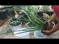 Sansevieria Pensil || Agar Berhasil Dalam Repotting Sansevieria, Ini Dia Yang Harus Diperhatikan