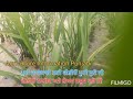 ਝੋਨਾ ਦੀ ਫਸਲ 35 40 ਦਿਨ ਦੀ ਹੋ ਗਈ ਪੂਰੀ ਫੋਟ ਨਹੀਂ ਹੋਈ paddy crop at 30 40 days growth tips