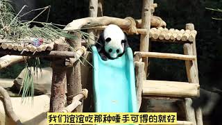 ZooNegara  panda YiYi  大熊貓暖妹妹（誼誼）超可愛的視頻片段