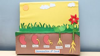 Seed germination project | school model | science model | Model of science #project #schoolproject