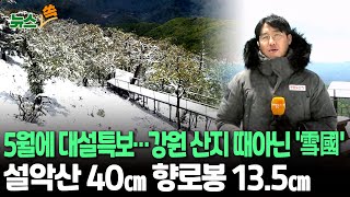 [뉴스쏙] 강원산지에 이례적인 5월 중순 '대설특보'…오늘까지 고지대에 7㎝ 이상 예보 / 연합뉴스TV (YonhapnewsTV)