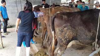 การล้วงตรวจการตั้งท้องในโคนม  inspect Cow Pregnancy