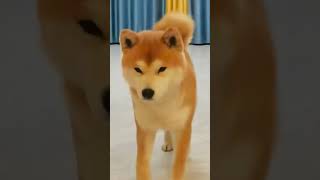 來自柴犬的可愛暴擊~ | Cute Shiba inu~ #寵物 #搞笑视频 #搞笑 #dog #狗狗 #shortvideo #shorts #柴犬 #可愛い#可爱 #可愛