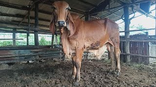 គោបាទើបកាច់ធ្មេញ់2 (Bull 🐂🐂🐂)