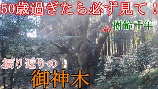 ⚠️超強力※千年の巨樹に精霊が舞う奇跡の神を祀る神社【大分県竹田市 籾山八幡社】【祭神：直入物部神 （饒速日神、天津赤星神）】Oita,beautiful Japan