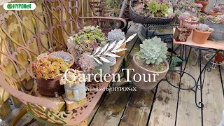 🕊Garden Tour🕊88：多肉小屋や多肉棚にたくさんの種類の多肉植物コレクションを並べる、手作りで少しづつ変えていった思い入れのあるお庭