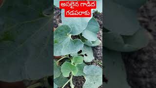 Indian Medicinal Plant | Gadida gadaparaku #shorts