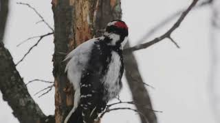 Discovering North American Birds Migration Eastern States