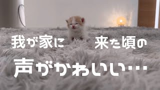 赤ちゃん猫の声がかわいいので聞いてほしい…