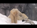 じゃれ合うホッキョクグマ ルルピリカ~sumo wrestling by polar bears at asahiyama zoo