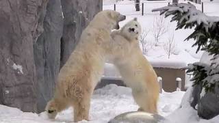 じゃれ合うホッキョクグマ ルルピリカ~Sumo Wrestling by Polar Bears,at Asahiyama Zoo